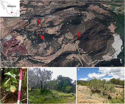 Mycorrhizal Fungi Associated With Juniper and Oak Seedlings Along a Disturbance Gradient in Central Mexico